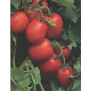 1015 F1 - томат детерминантный, Lark Seeds фото, цена